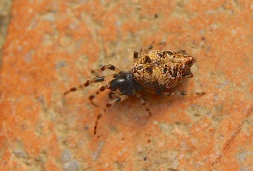 Réf. 195 018 : Cyclosa oculata